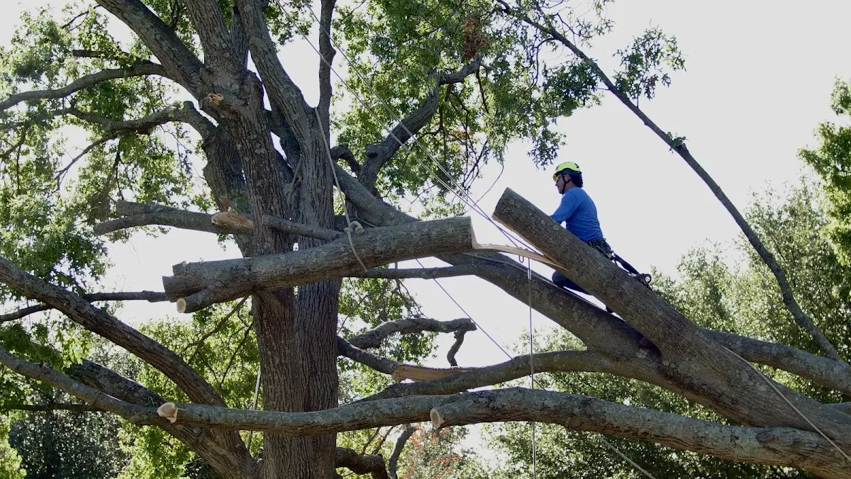 Professional Crown Thinning performed by certified arborists in Ballouville