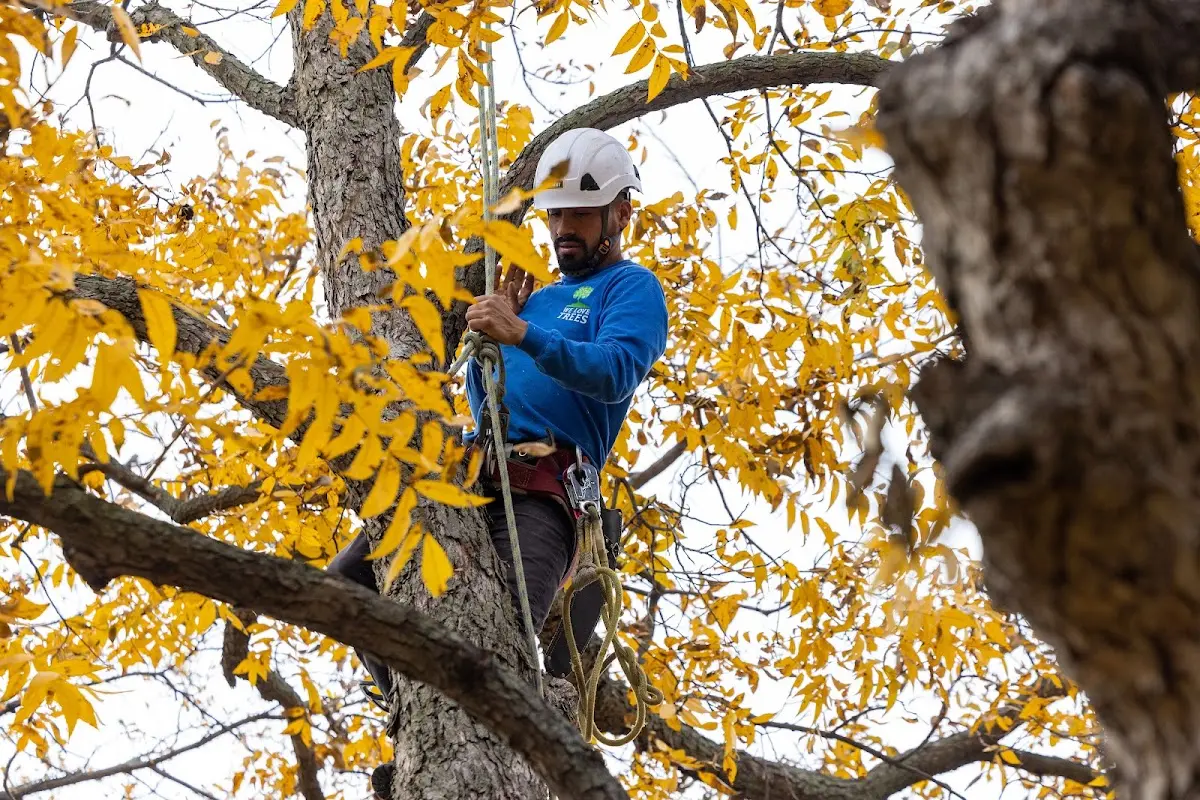 Skilled Tree Trimming crew working in Ballouville